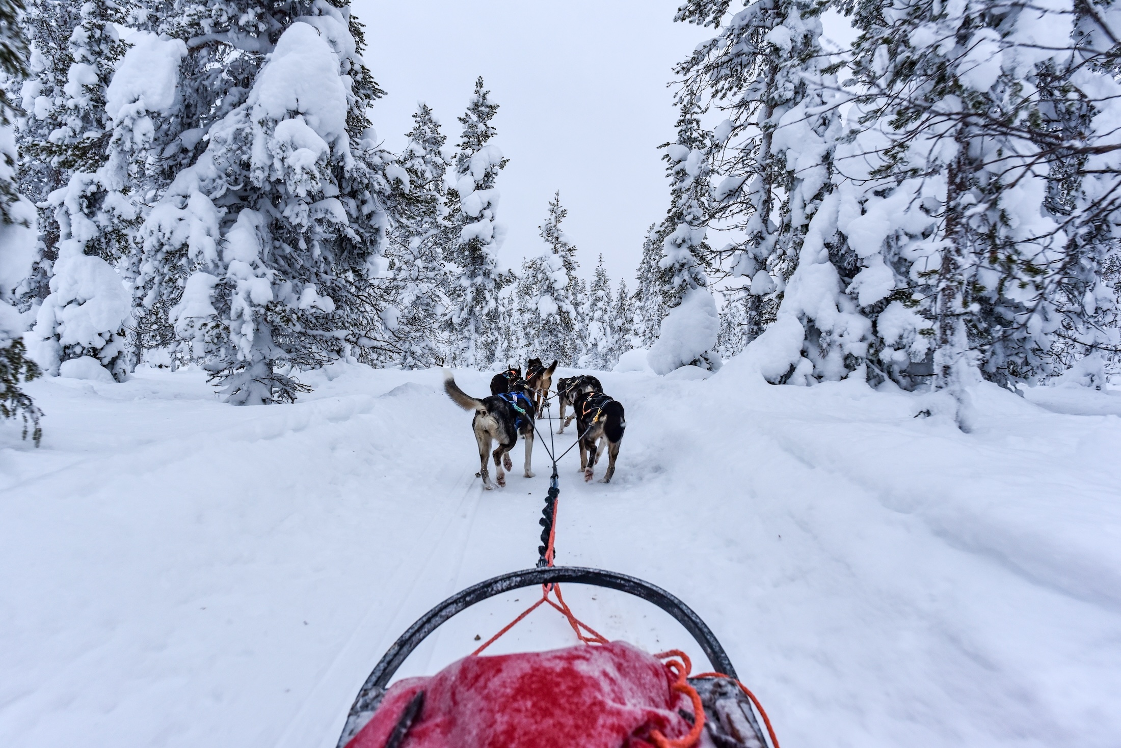 Maak een droomreis naar Zweeds Lapland