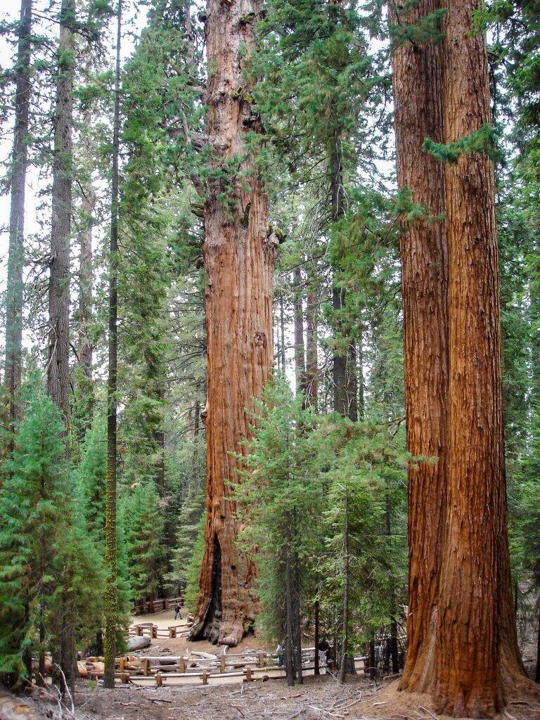 Grootste boom ter wereld in Sequoia National Park, Californi